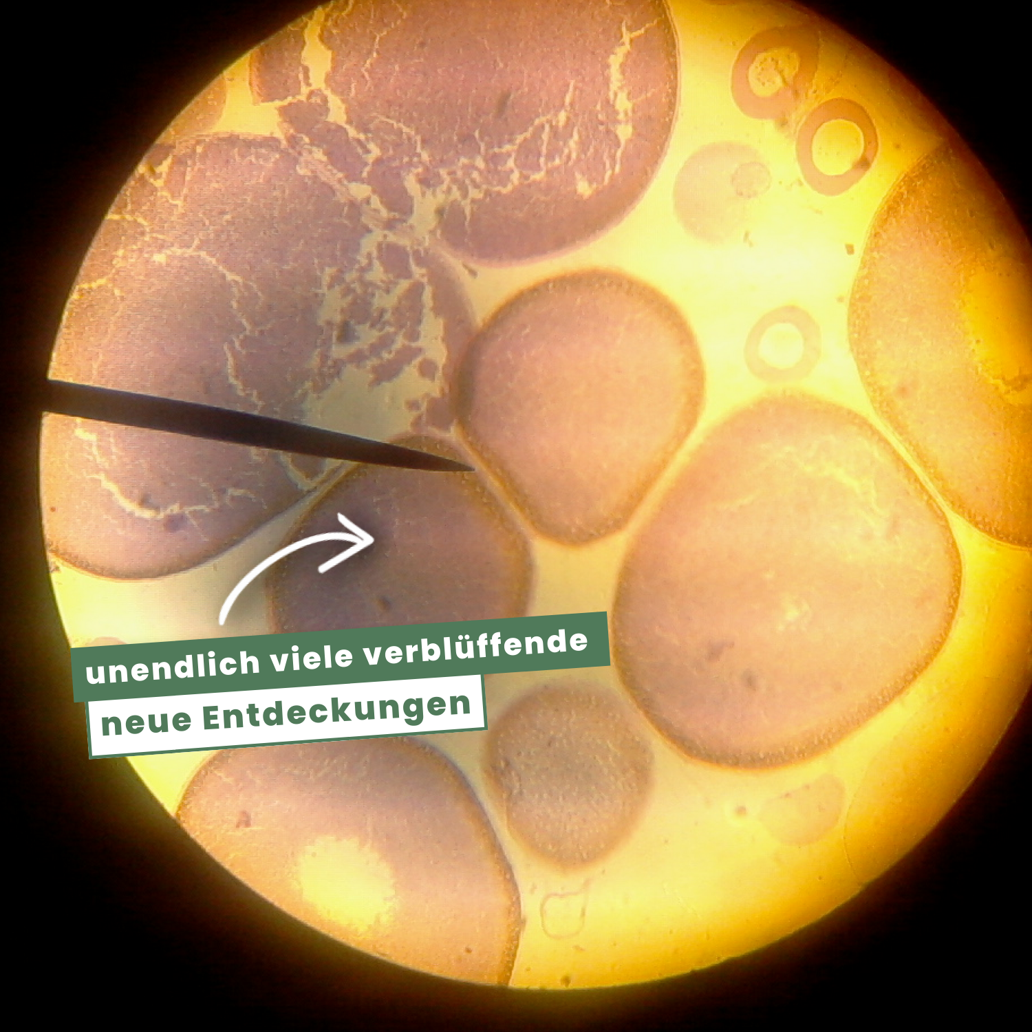 The Original Miniscope™ (German)